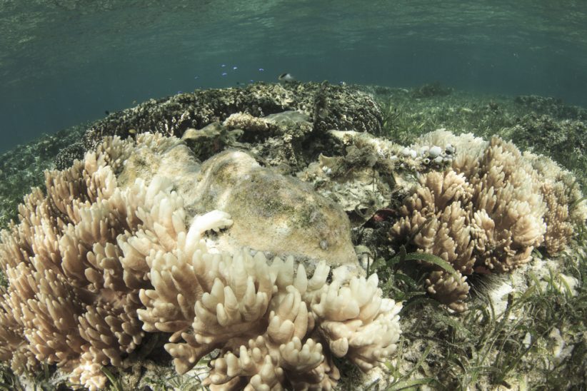 Jedna trzecia koralowców w północnej i centralnej części Wielkiej Rafy Koralowej jest martwa (Shutterstock.com)
