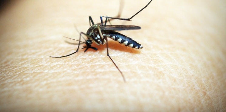 Jak leczyć uczulenie na komary?