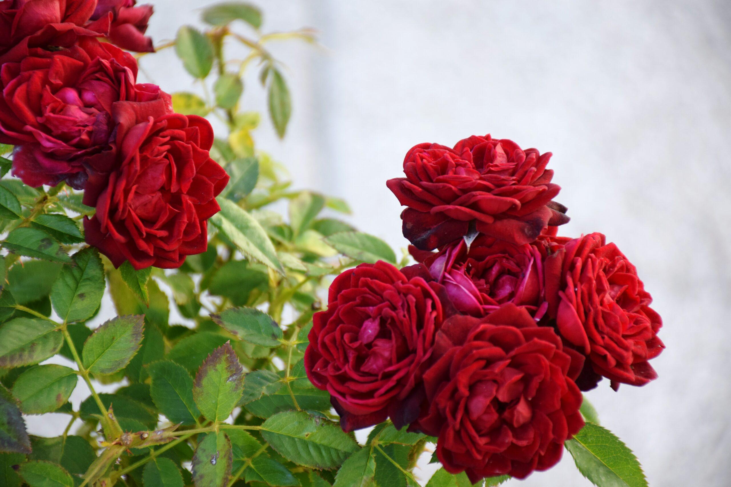 Czerwone kwiaty – sprawdź najpiękniejsze gatunki!